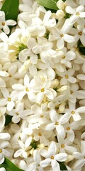 Obraz premium Close-up view of a cluster of delicate white flowers.