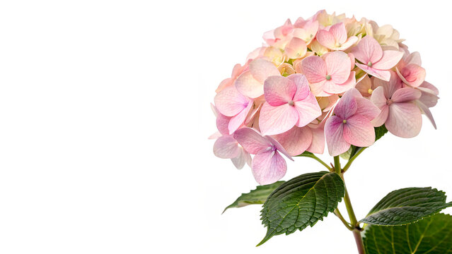 A hydrangea plant shows clusters of delicate pink and white flowers isolated on transparent background
