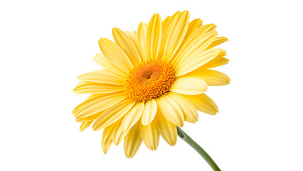 A yellow flower with long petals grows from a green stem isolated on transparent background © Hanna