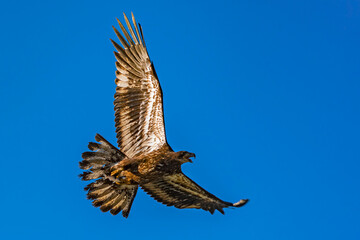 Bald Eagle immature with fish in talons Idaho