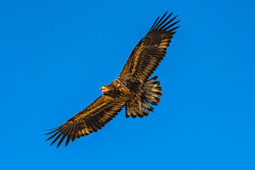 Fototapeta premium Bald Eagle immature with fish over the Boise River Idaho