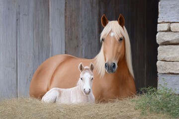 an elegant brown horse with a blonde mane, sitting in the barn next to her newborn foal that is resting on hay