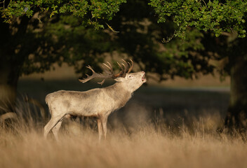 Fototapeta premium Deer male buck ( Cervus elaphus ) during rut