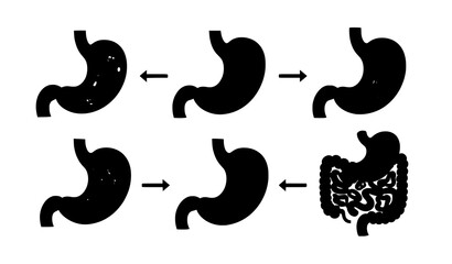 Fototapeta premium Human Stomach Digestion Process Vector Set with Step by Step Anatomical Views