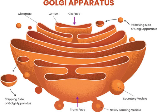 cell biology illustration of Golgi Apparatus Structure Diagram