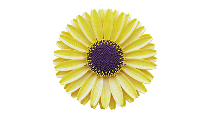 Close-up of a vibrant yellow gerbera daisy with a brown center