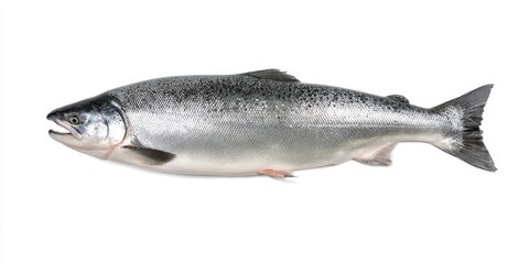 Fototapeta premium The salmon lying on white background fresh whole raw seafood product