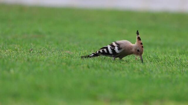 Bird grassy ground. hoopoe in the wild. High quality 4k footage