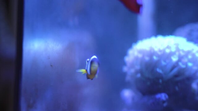 Clownfish Swimming in Blue Aquarium Water