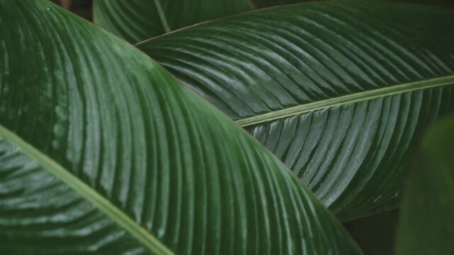 Green Tropical Banana Leaf Texture with Natural Veins
