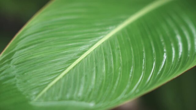 Green Tropical Banana Leaf Texture with Natural Veins
