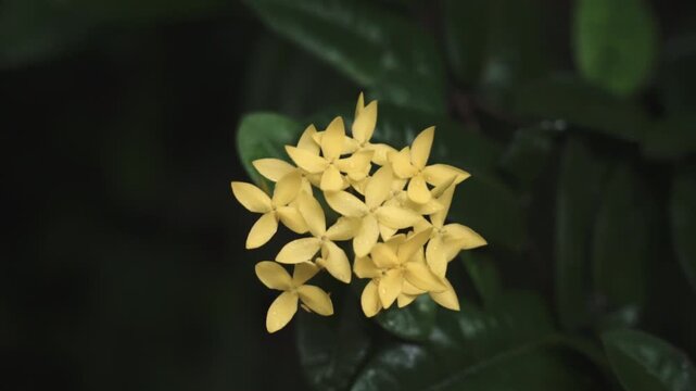 Yellow Ixora Flower with Fresh Rain Drops