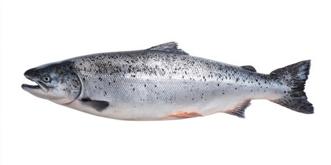 The Salmon Lying on White Background Fresh Whole Raw Side View for Culinary Use