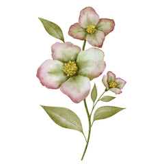 Obraz premium Watercolor beautiful wildflower. Hand drawn floral illustration isolated on a transperent background.