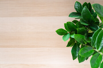 Indoor plant on wooden surface in minimal and clean design  