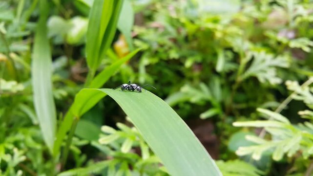 Polyrhachis dives resting on elephant grass leaves. Perfect for documentaries on tropical rainforests and World Wildlife Conservation Day on December 4th. 4K FOOTAGE.
silver spiny ant, Iridomyrmex ant