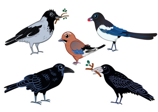 Cute Forest Birds Clipart Set &ndash; Crow, Raven, Magpie and Songbird Vector Illustrations
