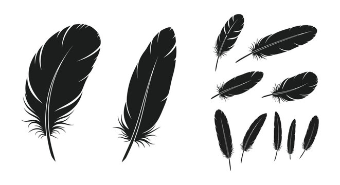 A collection of detailed feather illustrations in black perfect for design projects on transparent background silhouette high quality professional modern elegant
