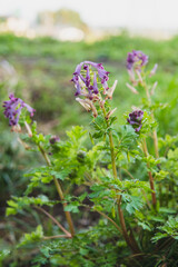 野草：赤紫の花が咲いたムラサキケマン（Corydalis incisa）をクローズアップ／日本・春
