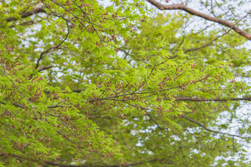 沢山の小さな赤い花が咲いたモミジ（Acer palmatum)／日本埼玉県・4月