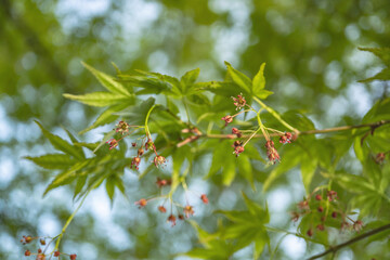 赤い花が咲いたモミジ（Acer palmatum)の枝先をクローズアップ／日本埼玉県・4月
