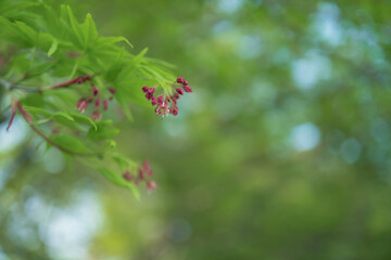 モミジ（Acer palmatum)の花と若葉のクローズアップとコピースペース／日本埼玉県・4月
