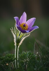 Hairy violet Pasqueflower, Pulsatilla grandis, blooming in bright sunlight. A symbol of spring renewal and resilience in nature. Delicate purple wildflower, pastel, purple, outdoor