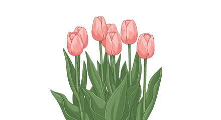 Fototapeta premium Vertical arrangement of seven pink tulips with different heights and green leaves set against a clean white background for botanical study.