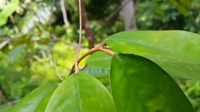 Tetraponera walks on leaves blown by the wind. 4k recording. Perfect for documentaries on tropical rainforests and World Environment Day on June 5th. black slender ant, Tetraponera allaborans
