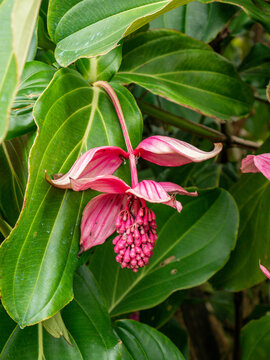 Vertical close-up of a single Medinilla Magnifica flower cluster. Ideal for mobile app backgrounds, floral greeting cards, or botany magazine covers.