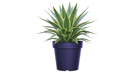 Variegated Yucca Plant in a Black Pot