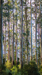 Fototapeta premium The world's tallest flower plant, Mountain Ash