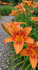 Fototapeta premium Vibrant rain-kissed orange daylilies blooming along a serene gravel path in a lush garden