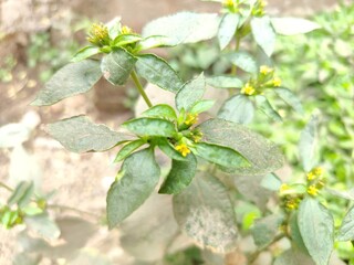fresh mint leaves, yellow wild flower plant