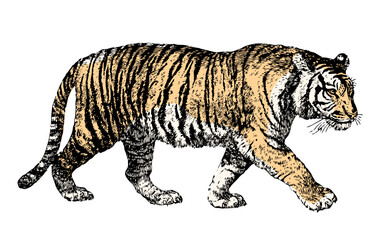 Fototapeta premium Tiger walking, colored engraving isolated on white, vintage naturalistic sketch of wildlife animal vector illustration