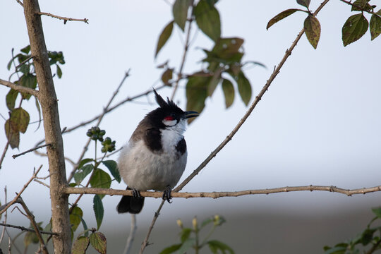 A red-whiskered bulbul perched on a branch in Gavi national park, India.
