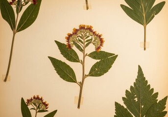 Obraz premium Detailed view of botanical samples from a natural history collection, pressed onto aged archival paper for scientific study and documentation, conservation, specimen, botanical