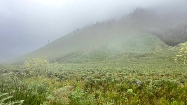 The beautiful scenery of Teletubbies Hill in the Mount Bromo area, Bromo Tengger Semeru National Park (TNBTS), Wonokitri Village, Tosari District, Pasuruan Regency, East Java