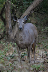 Obraz premium A female samba deer looks cautiously towards the camera while camouflaged in the jungle.