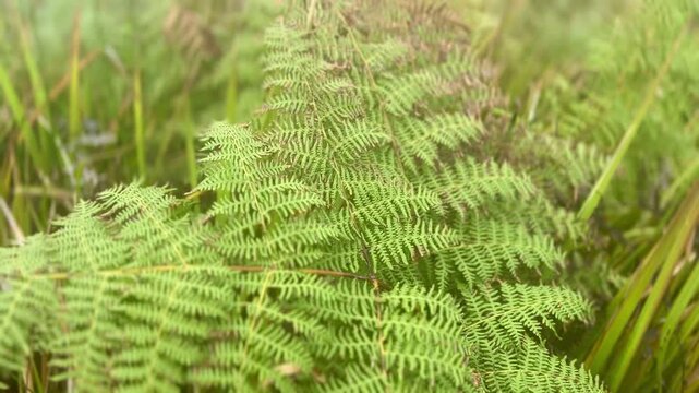 Lush green bracken fern leaves in a wild forest meadow