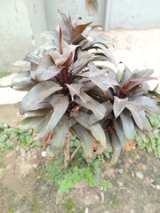 flower in the garden, purple foliage plant