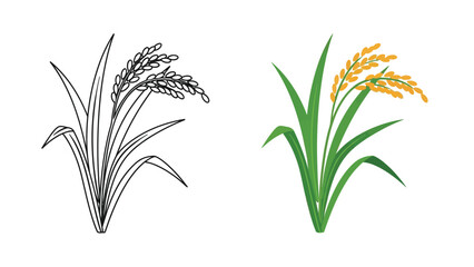 Fototapeta premium Black and white outline illustration and vibrant colored drawing of a ripe rice plant showcasing harvest ready grain stalks side by side