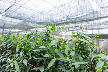 Vanilla Seedlings Growing in Nursery Under Shade Net