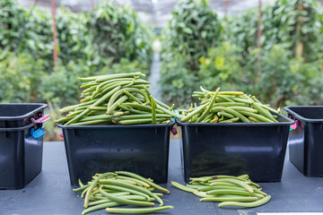 Freshly harvested vanilla pods sorted by size in containers at a tropical farm. Agricultural concept highlighting vanilla harvest, quality control, post harvest handling, and high value spice producti