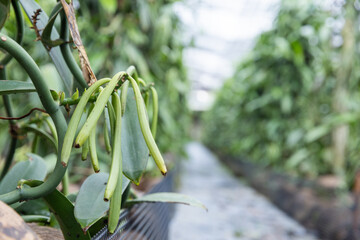 Vanilla pods beginning to mature on vines, showing yellow tips as a sign of ripeness. Agricultural concept highlighting vanilla cultivation, harvest timing, tropical farming, and high value spice crop