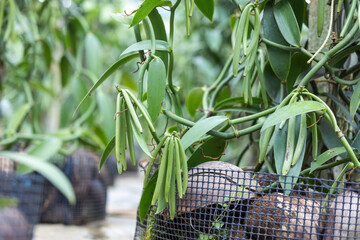 Vanilla pods growing on climbing vines in a tropical farm in Thailand. Agricultural concept highlighting vanilla farming, high value crops, sustainable cultivation, tropical horticulture, and spice pr