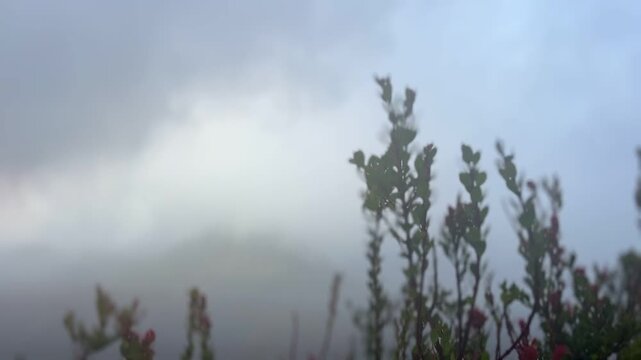 The beautiful scenery of Bromo Valley from the hilltop, shrouded in mist and chilly air, located in the Mount Bromo area of Bromo Tengger Semeru National Park (TNBTS), Wonokitri Village, East Java.