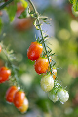 Fresh Cherry Tomatoes with Water Droplets Ripening on Vine