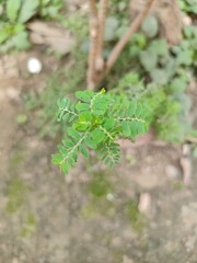 young green plant
