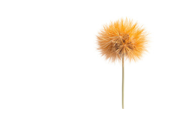 Fototapeta premium A delicate yellow dandelion puff isolated on a white background, showcasing its soft texture and unique structure.
